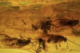 Fossil Caddisflies (Trichopterae) & A Spider (Aranea) In Baltic Amber #105511-1